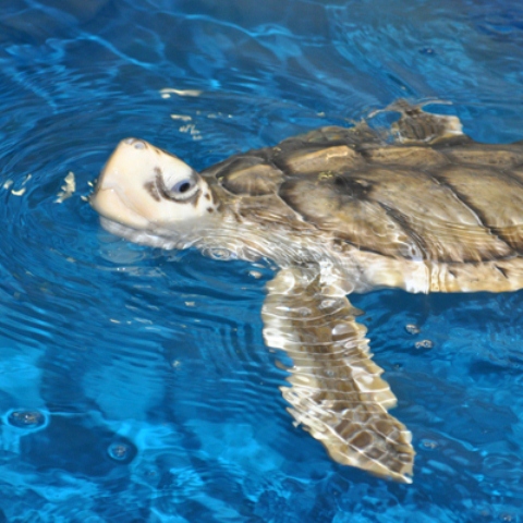 Turtle Name